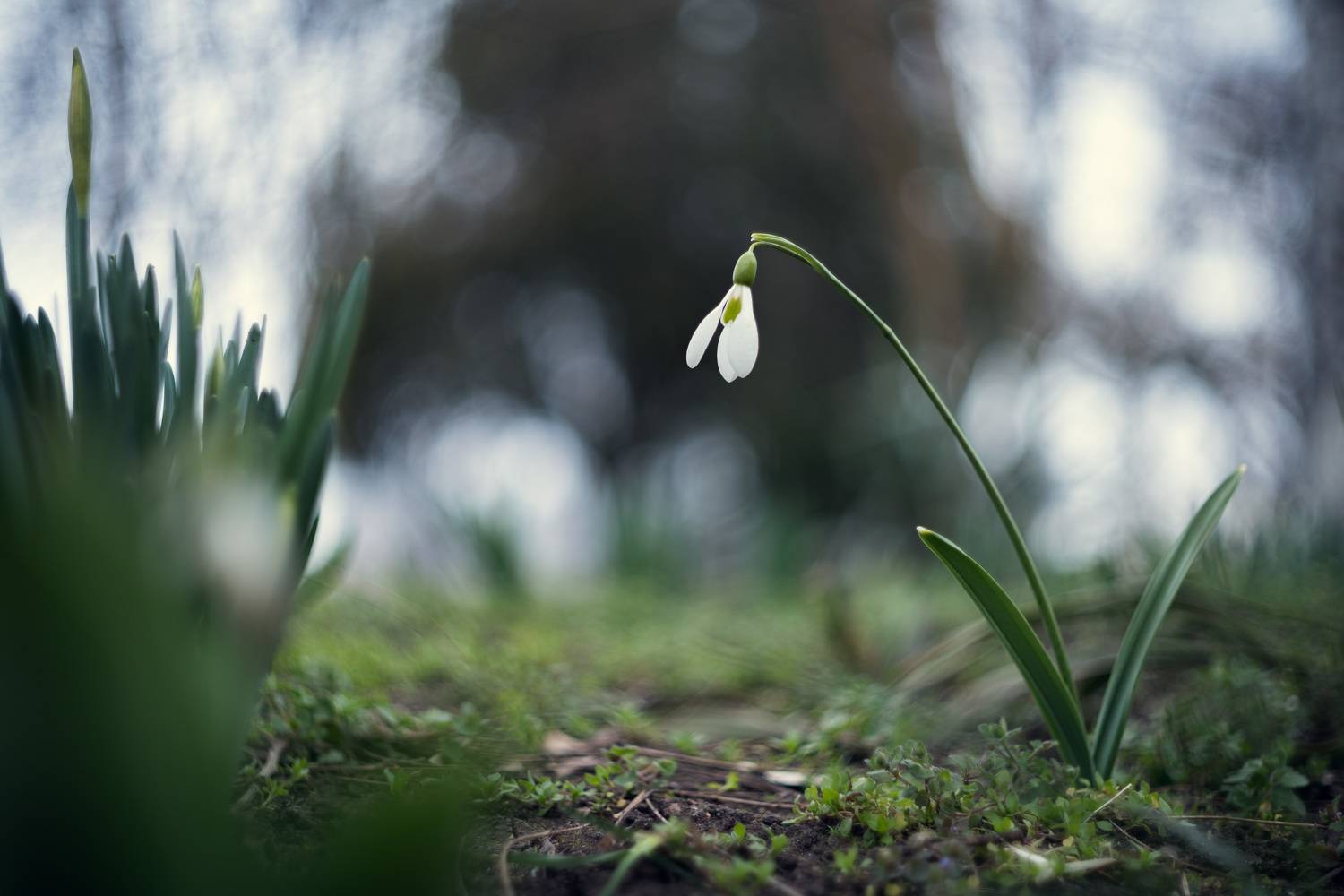 зима, цветы, цветение, подснежники, атмосферное, жизнь, винтажная оптика, советский объектив, керченская зима, керчь, крым, россия, Щербак Анатолий