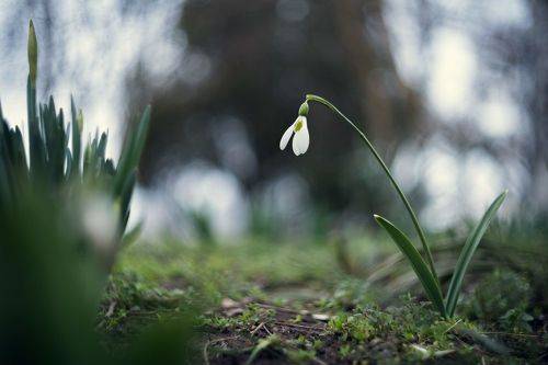 Весенний Боспорский подснежник.