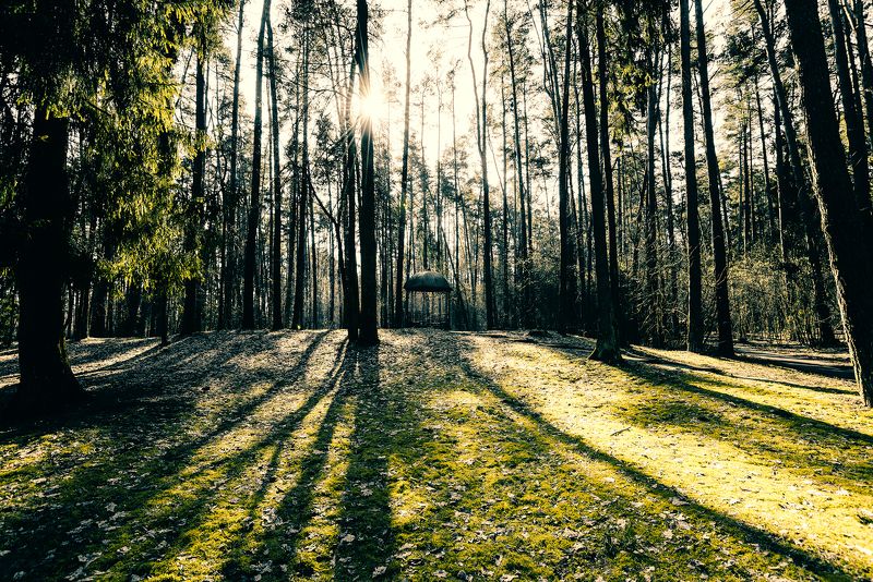 landscape, park, nature, march, spring, forest, пейзаж, парк, природа, лес, март, весна, солнце, закат, sun, sunset В мартовском парке фото превью