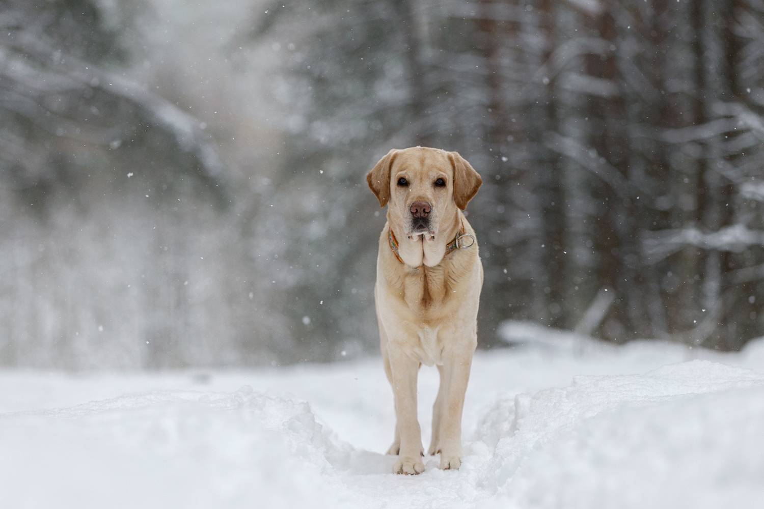, Мария Шерскова