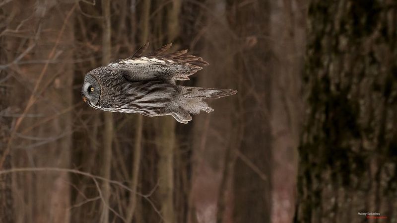 Вот пуля пролетела... фото превью