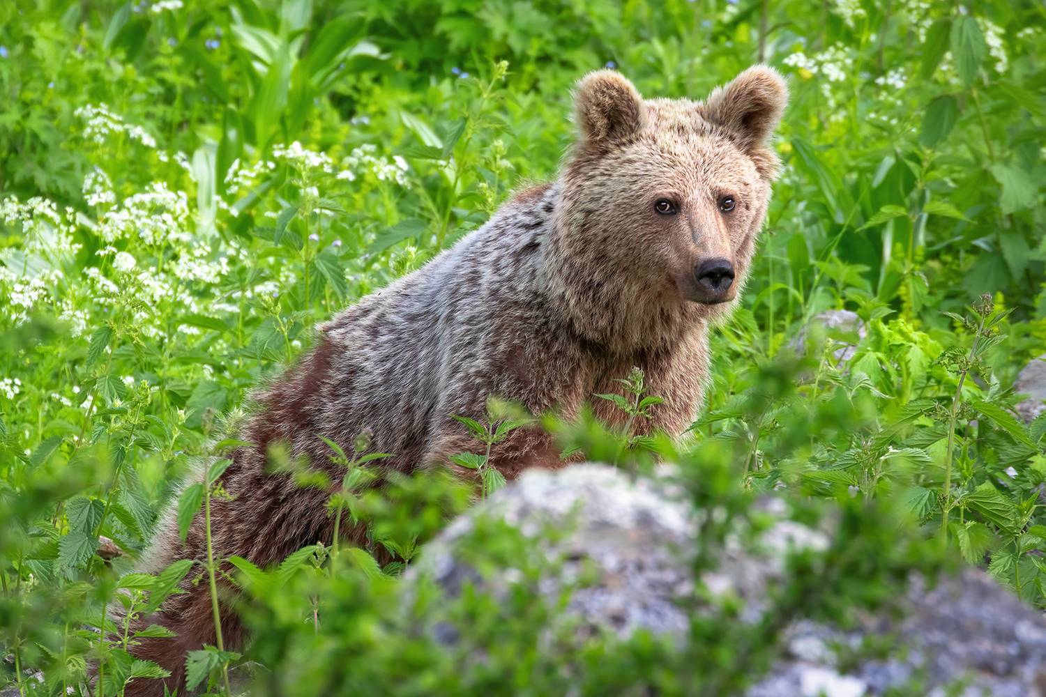 bear wildlife animal wild wildlife_of_iran jungle, Amin Maleki