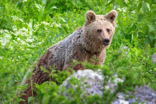Meet the bear
