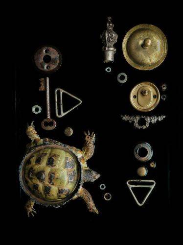 Beloved turtle