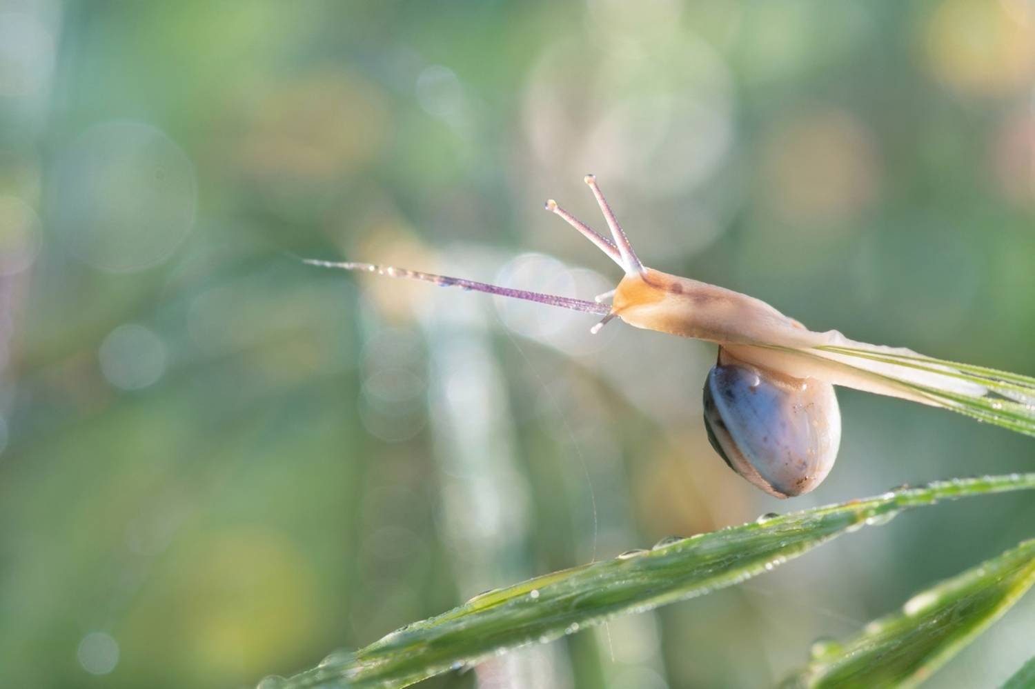 , Людмила Бекман