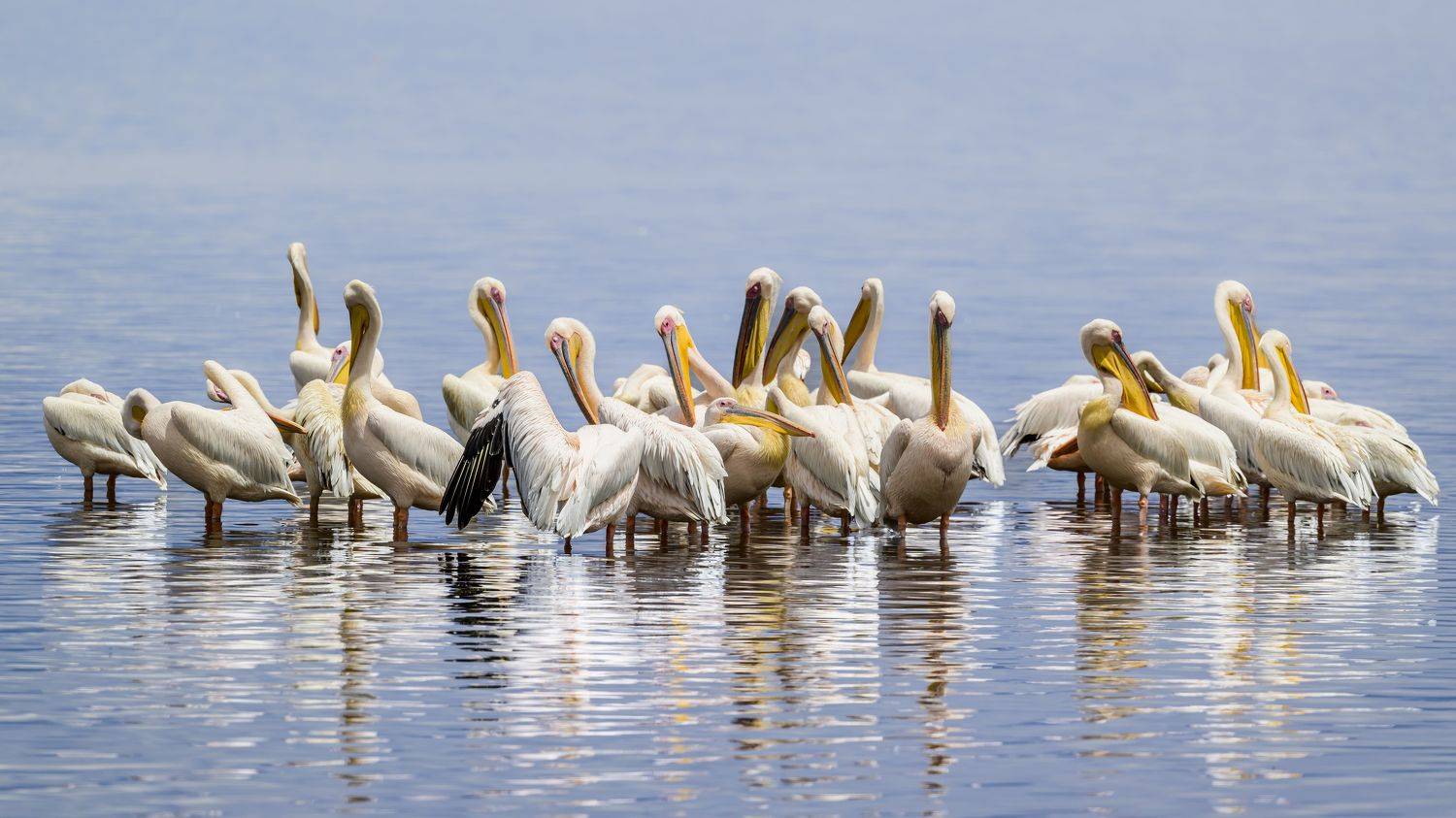 , Пупонин Сергей