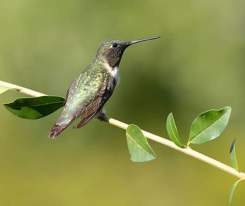 Ruby-throated Hummingbird - Рубиновогорлый Колибри
