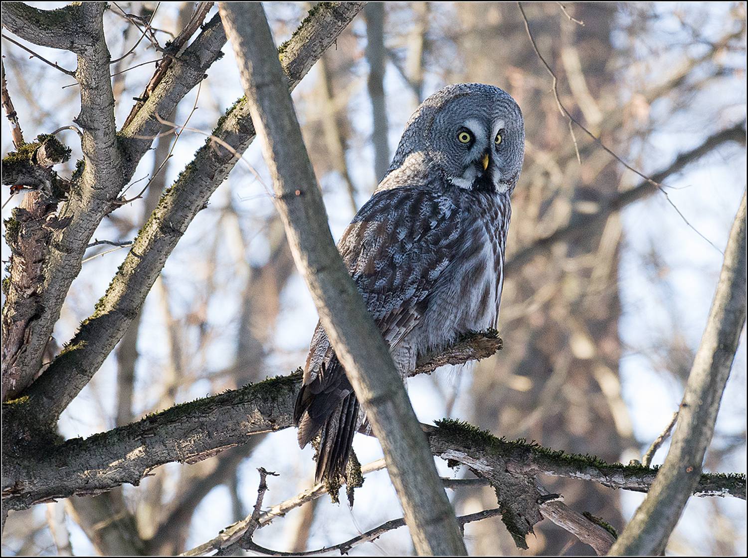 москва, апрель, парк, сова, АНАТОЛИЙ ДОВЫДЕНКО