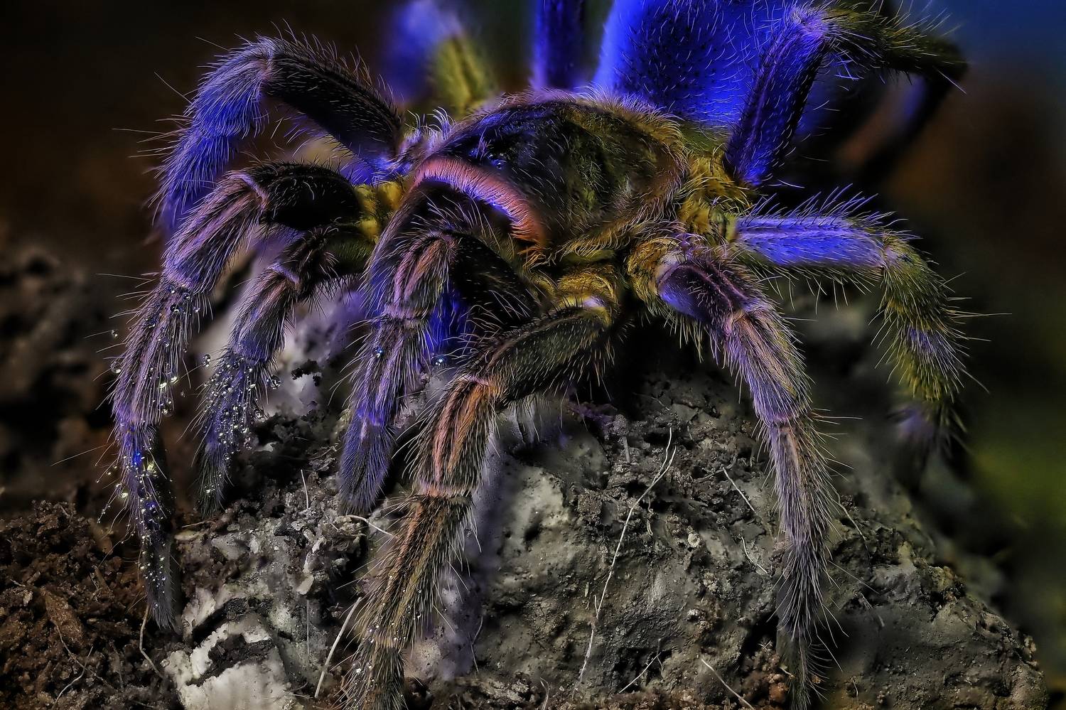 , Савчук Анатолий