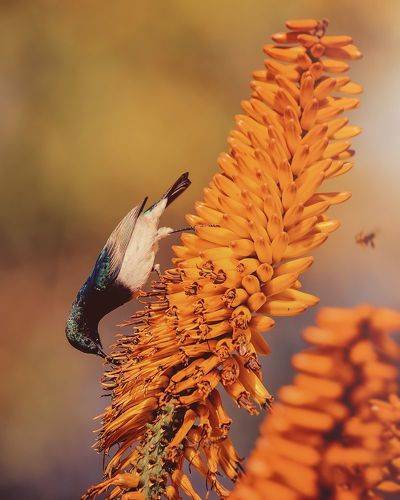 White-bellied Sunbird on Aloe