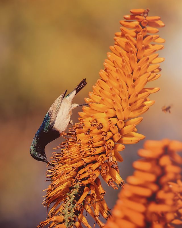 bird, bee, aloe, wildlife, kruger White-bellied Sunbird on Aloe фото превью