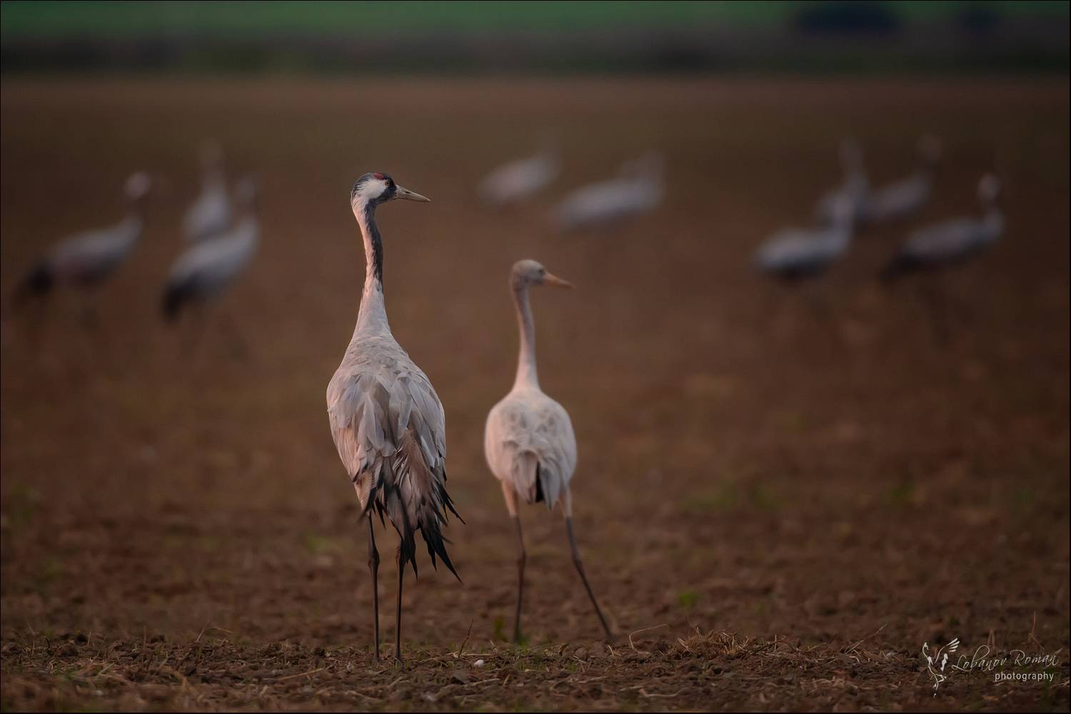 , Лобанов Роман