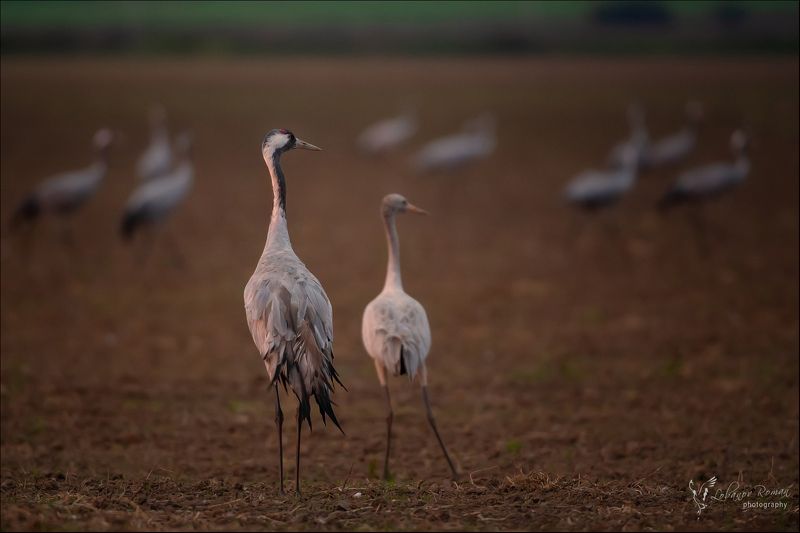 * * * фото превью