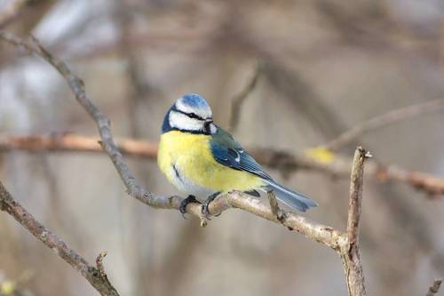 Лазоревка (Cyanistes caeruleus)