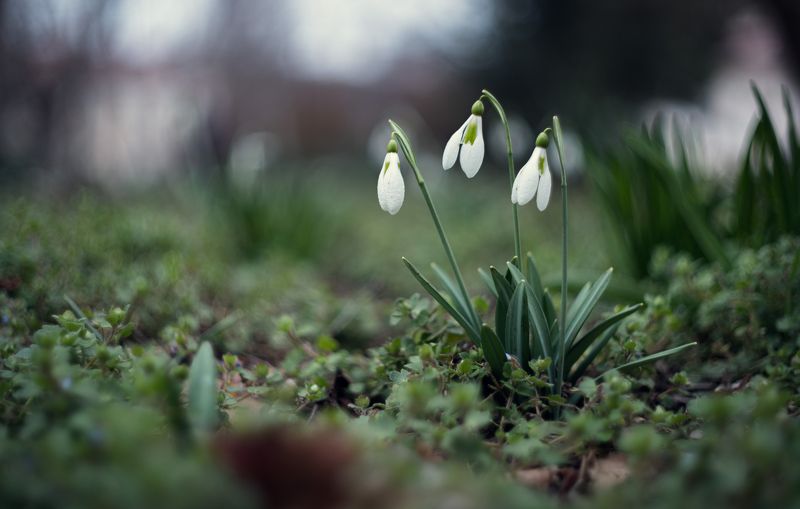 Знамёна Боспорской весны. фото превью
