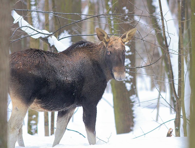 Лосик фото превью