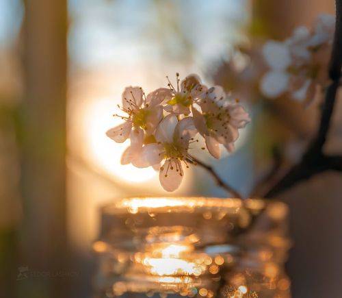 Весенний сон