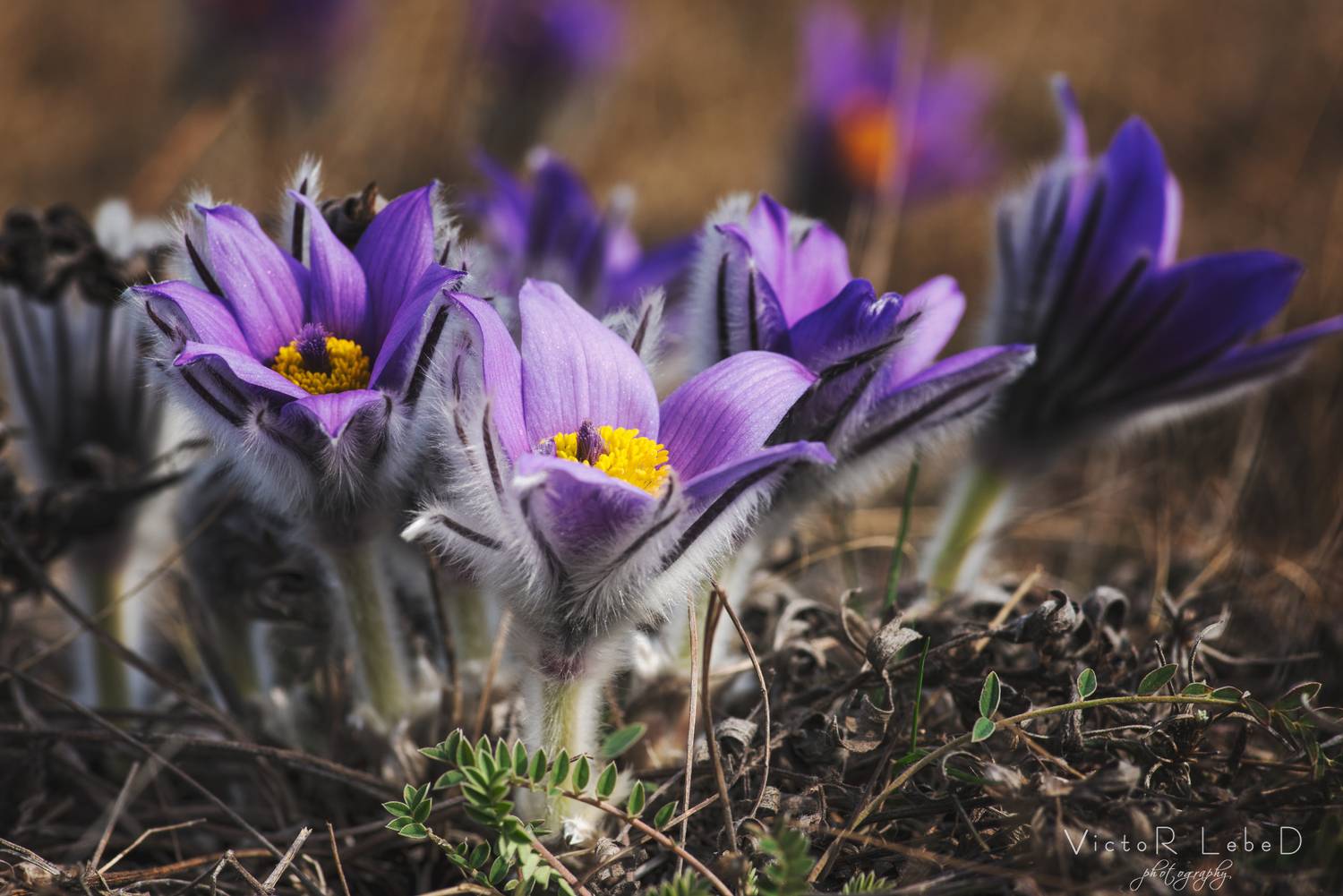 , Виктор Лебедь