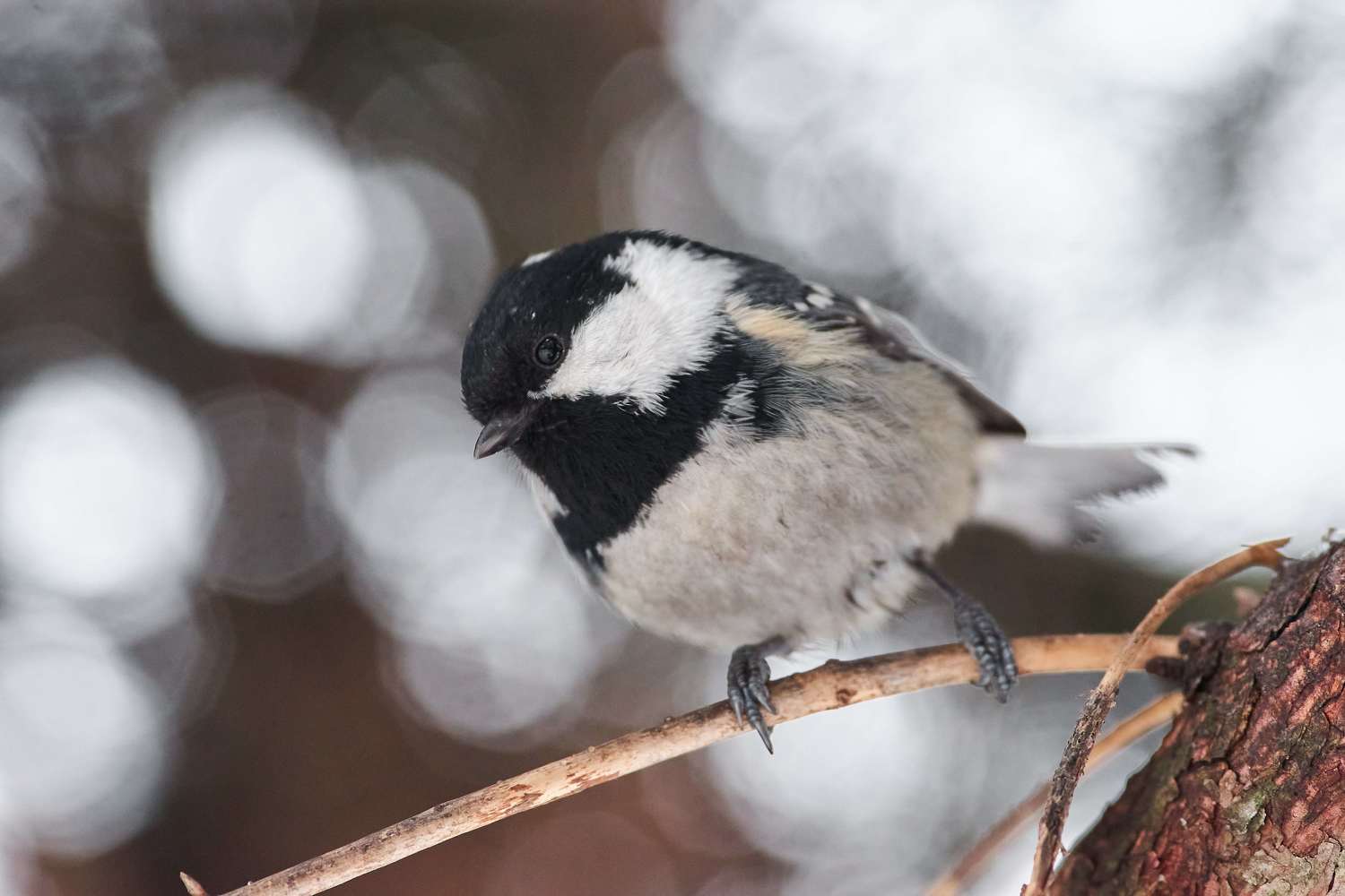 volgograd, russia, wildlife, bird, birds, birdswatching, Periparus ater, , Павел Сторчилов