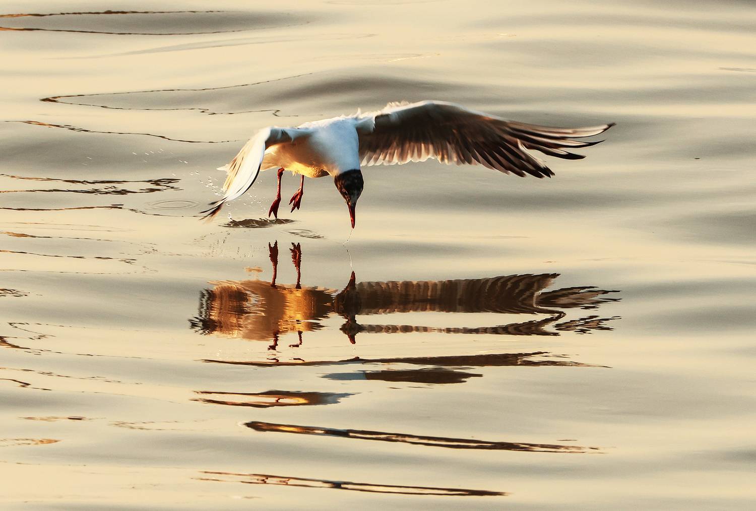 птица,чайка,озеро,, Magov Marat