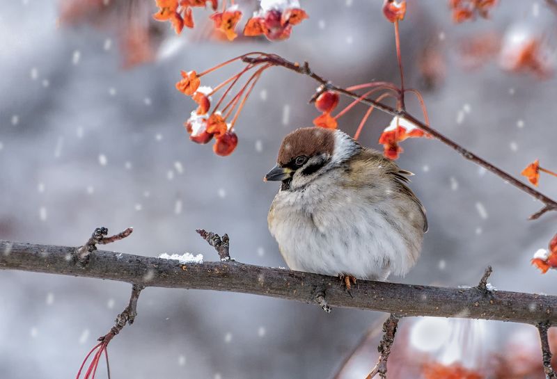 птица, воробей, воробушки фото превью