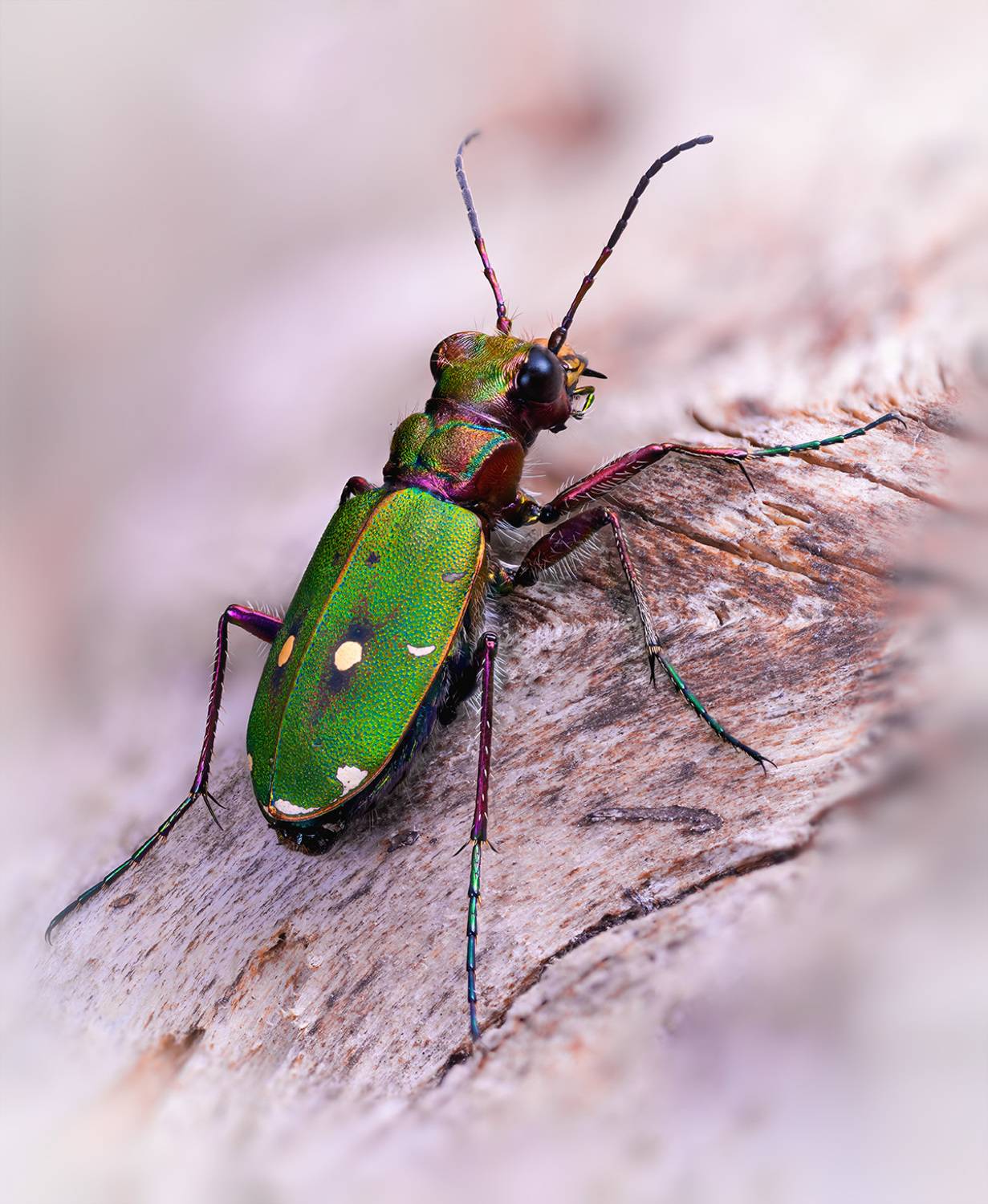 cicindela, campestris, Kavaliauskas Eugenijus