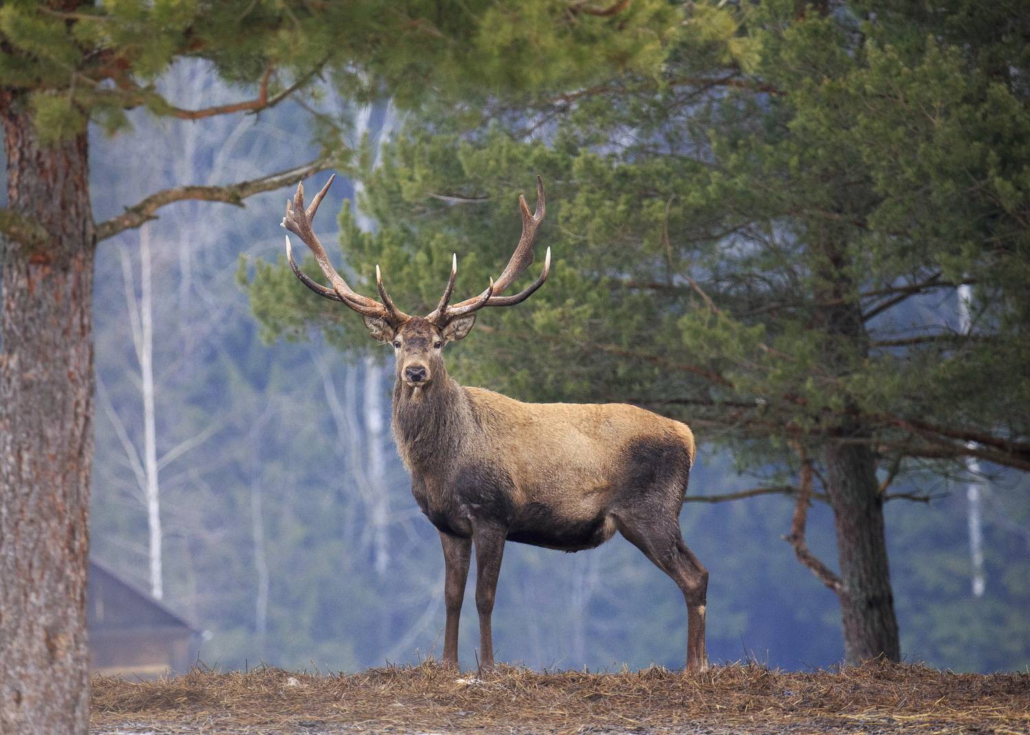 , Проценко Татьяна