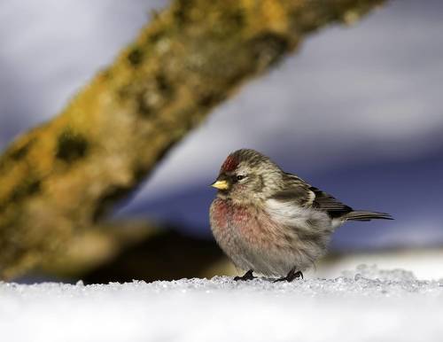 Чечётка (redpoll)