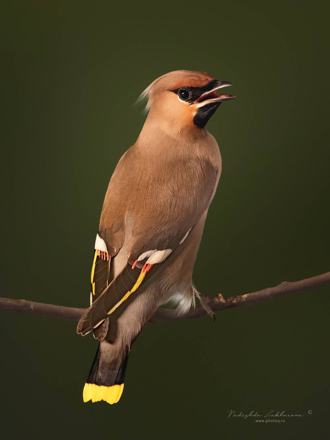 , Захарова Надежда