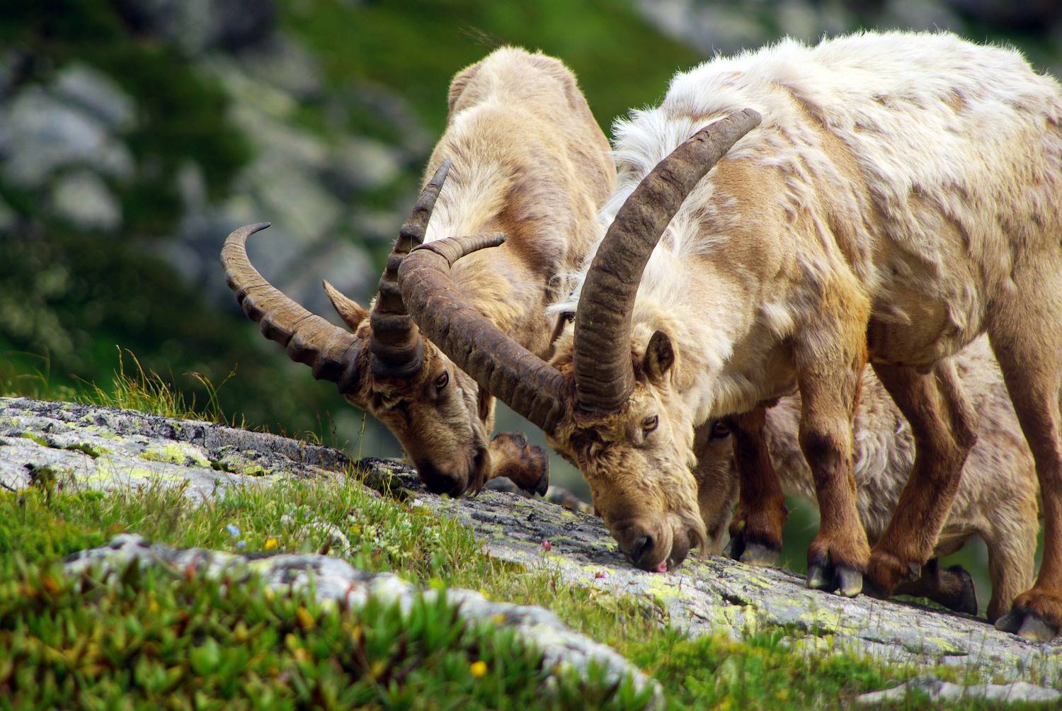 архыз, Андрей Любимов