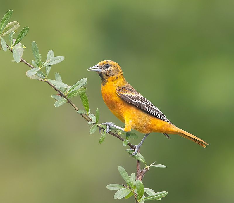 трупиал, baltimore oriole, oriole, весна, иволга Baltimore Oriole - Балтиморская Иволга фото превью