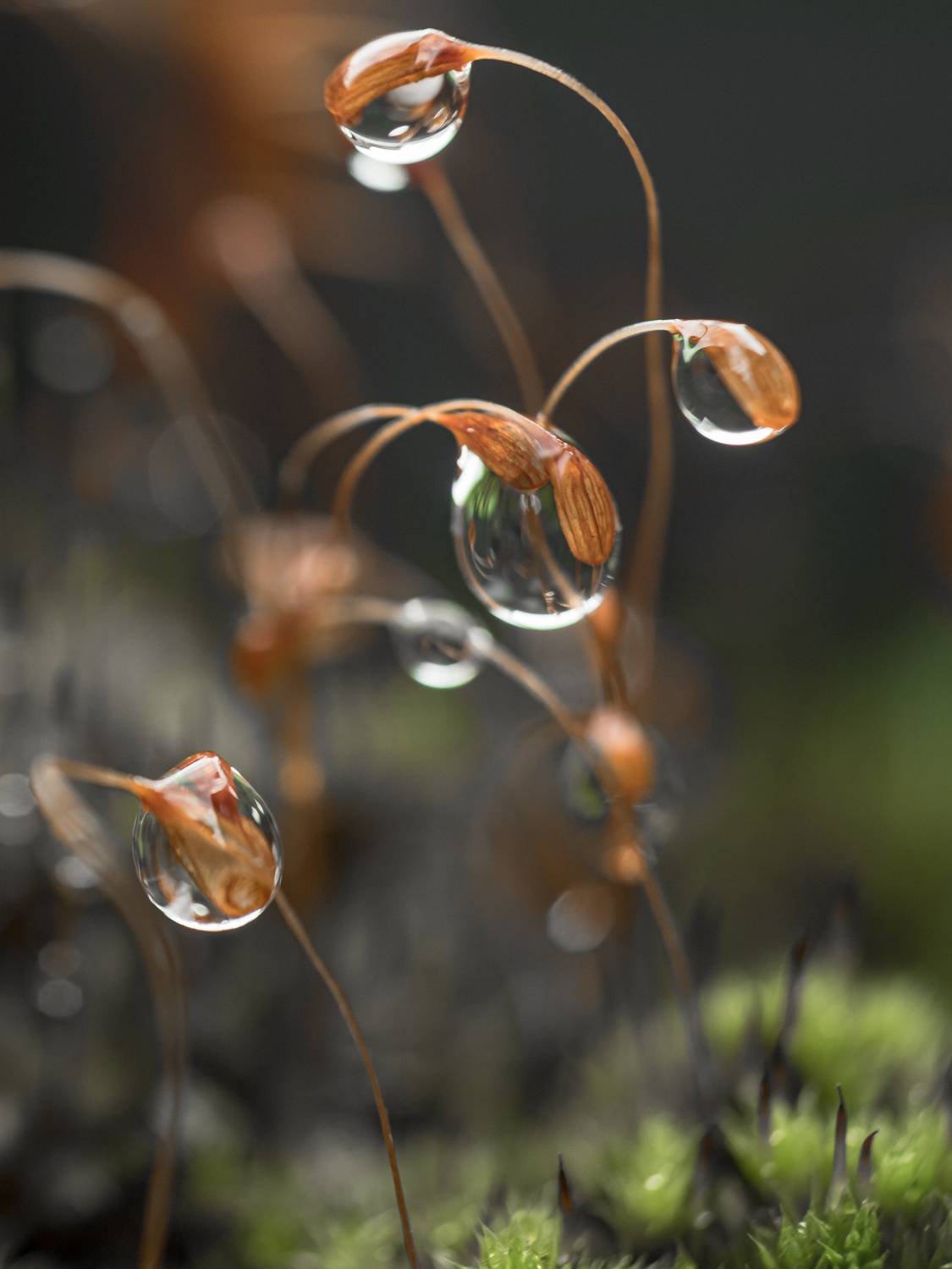 макро, капли, мох, macro, droplet, moss, Протченко Ирина
