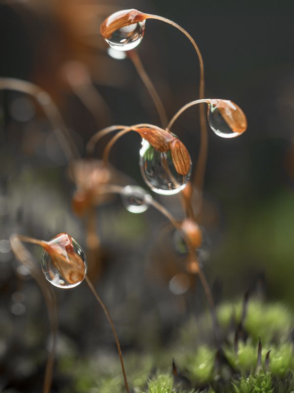 After the rain \\ После дождя фото превью