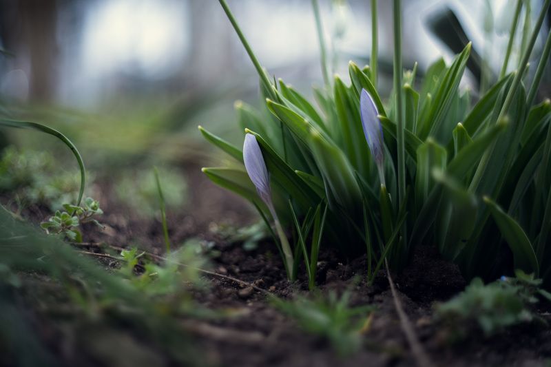 Боспорские крокусы. фото превью