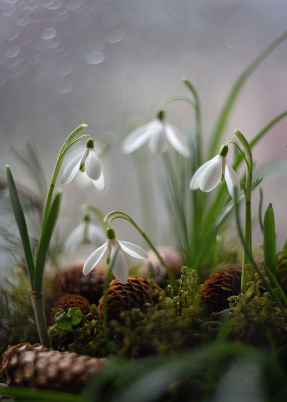 весна,подснежники,пралески,беларусь,ирина горюкина,стихотворная нежность Слово о любви фото превью