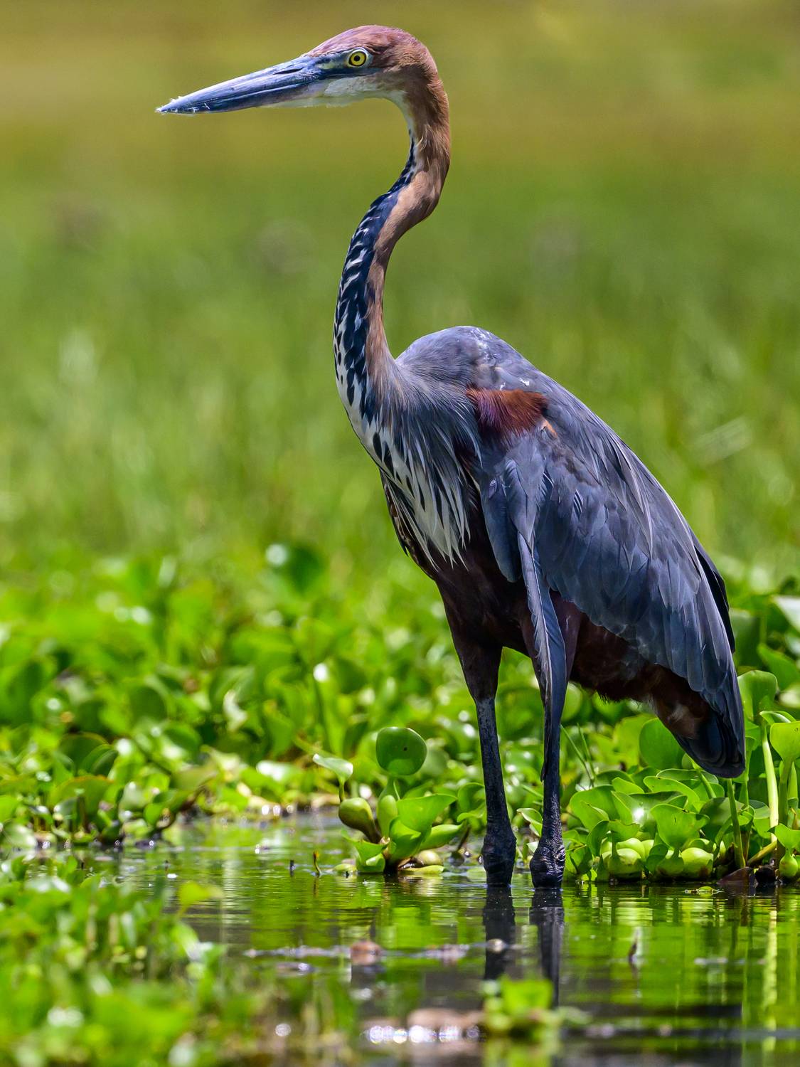 , Пупонин Сергей