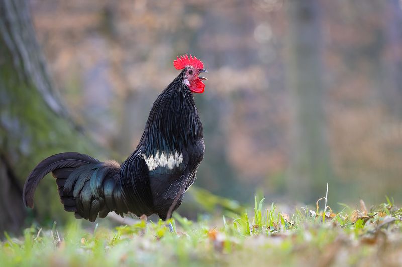 Cock фото превью