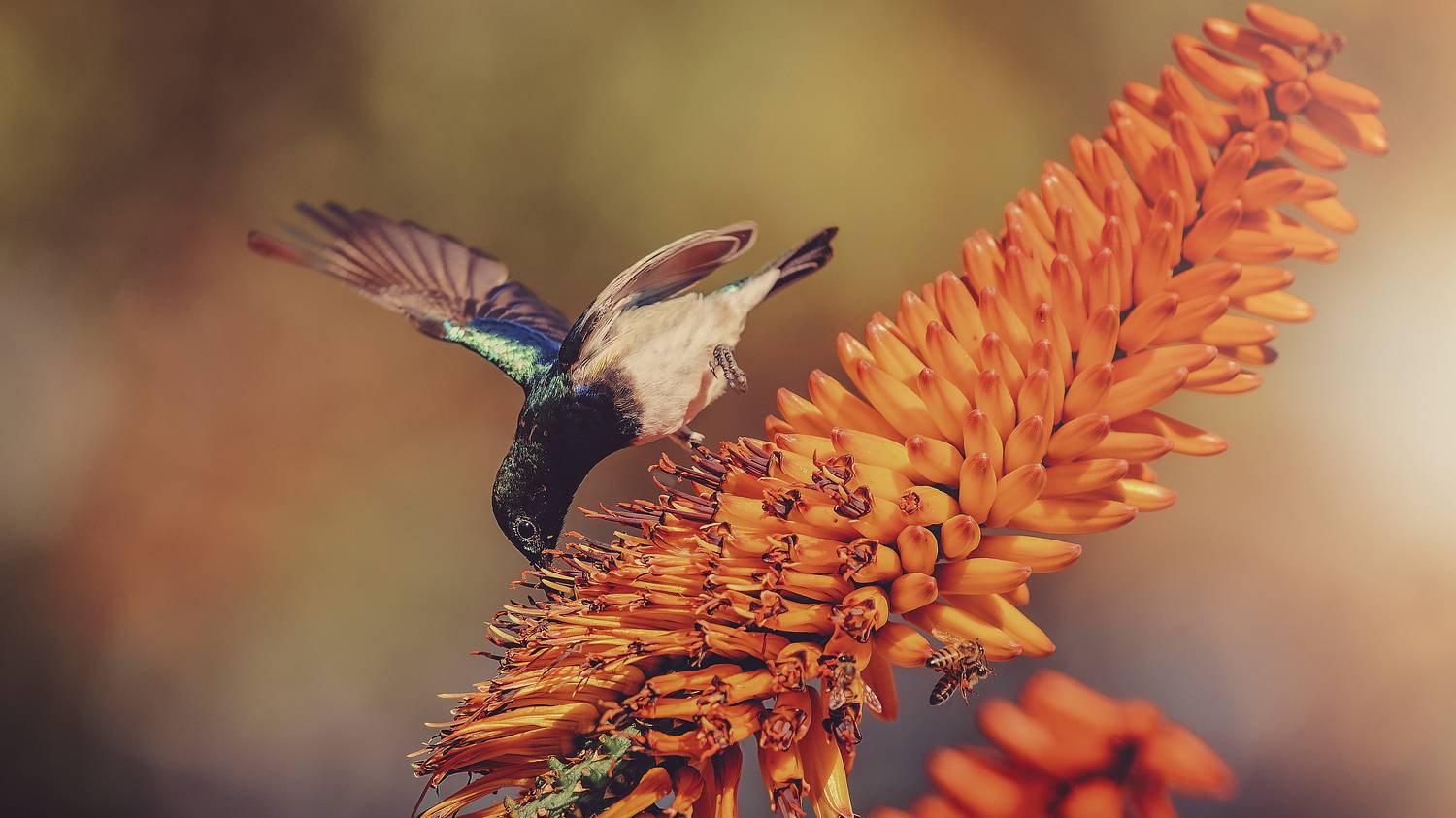 bird, wings, aloe, feeding, Geran Raath