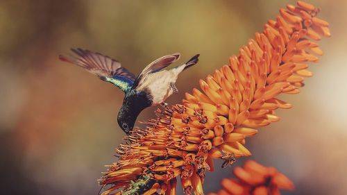 White-bellied Sunbird on Aloe