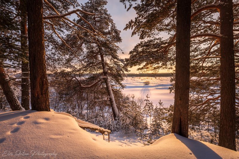 пейзаж, природа, кологрив Вечер в сосновом лесу фото превью