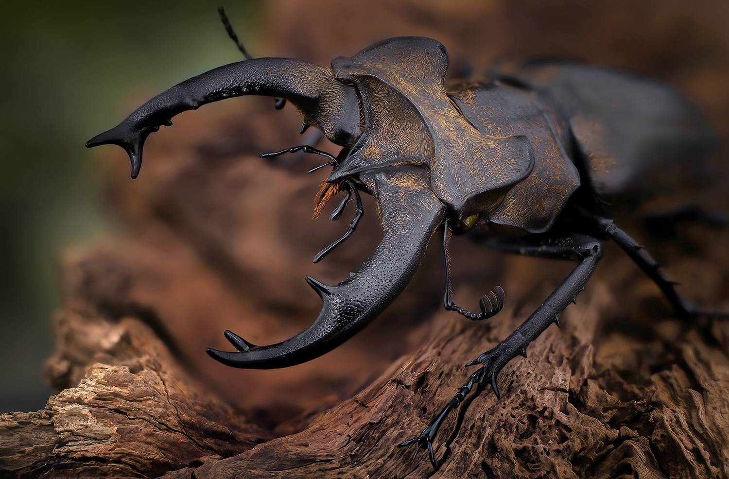 lucanidae, lucanus sericeus, Kavaliauskas Eugenijus