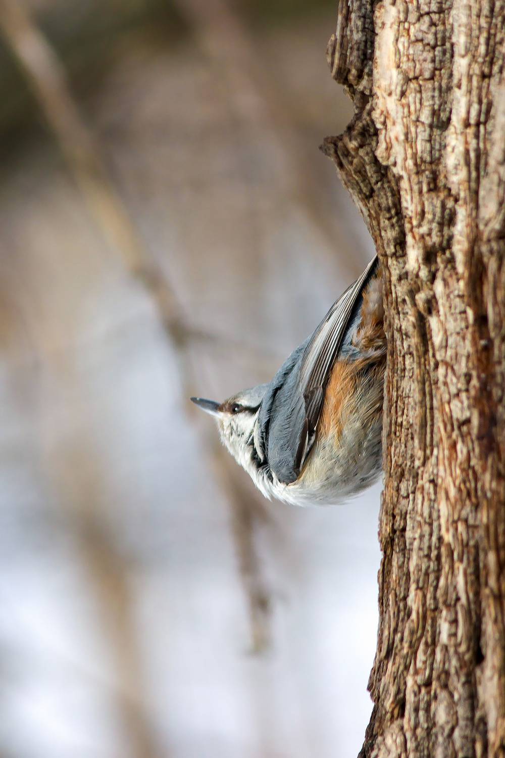 обыкновенный поползень, ямщик, sitta europaea, КарОл