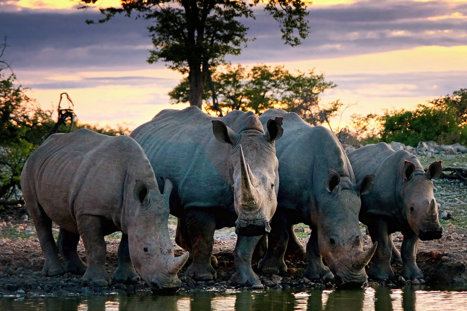 , Худзинская Ирина