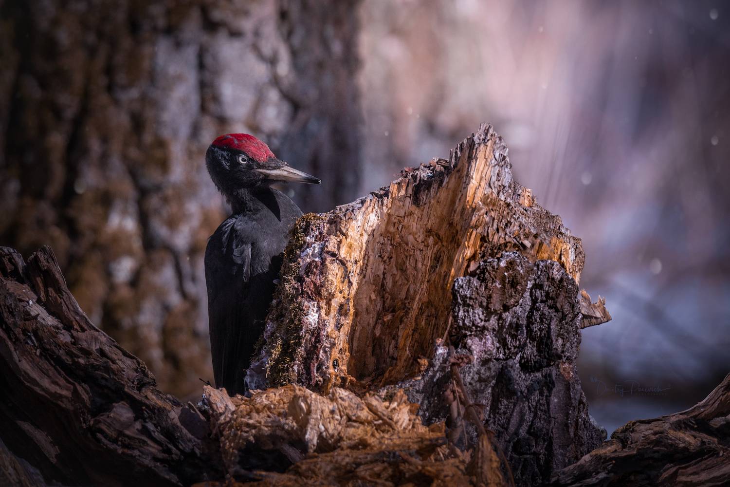 природа, лес, поля, огороды, животные, птицы, макро, Посевич Дмитрий