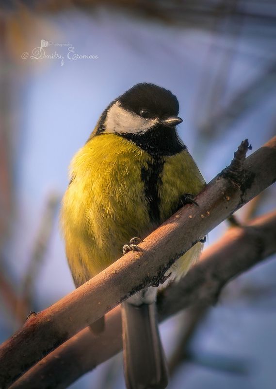 Большая синица фото превью