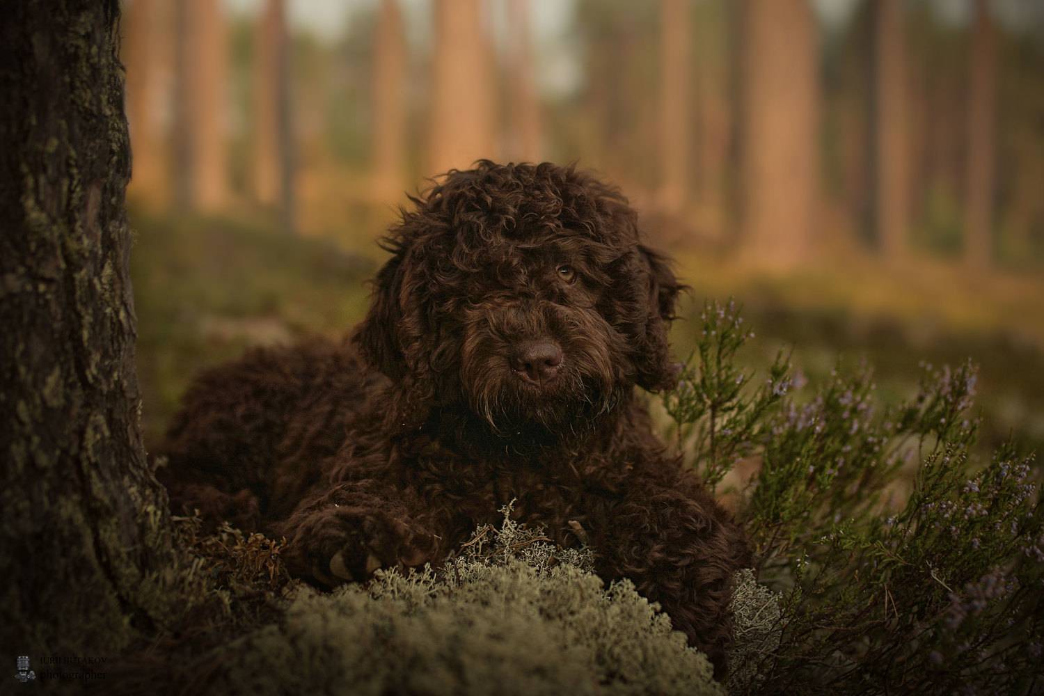 , Юрий Бутаков