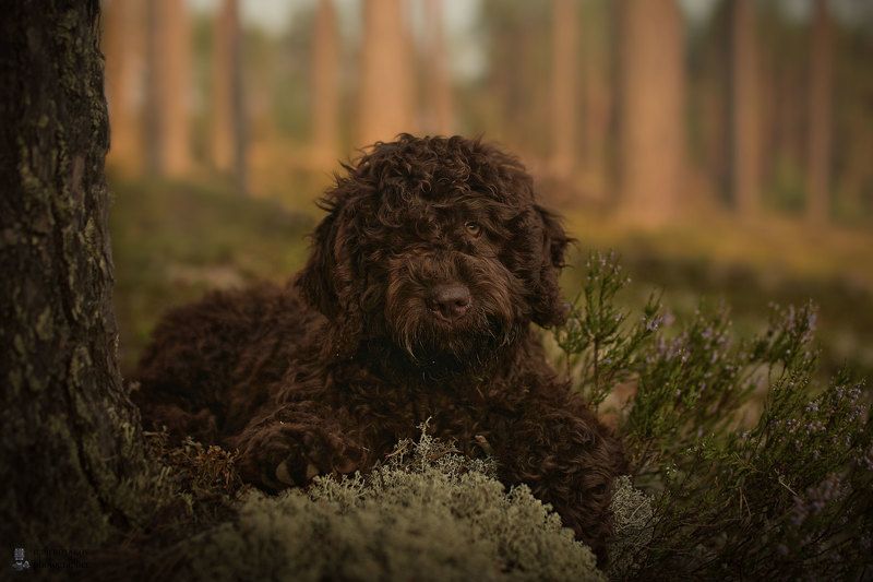 фото превью