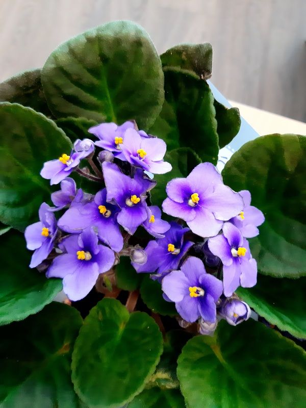 С 8 марта! фото превью