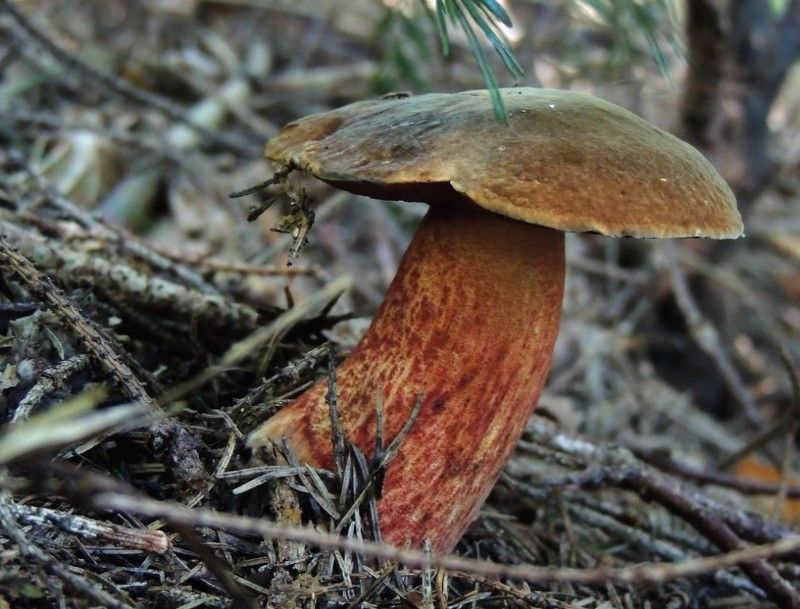 Синяк фото превью