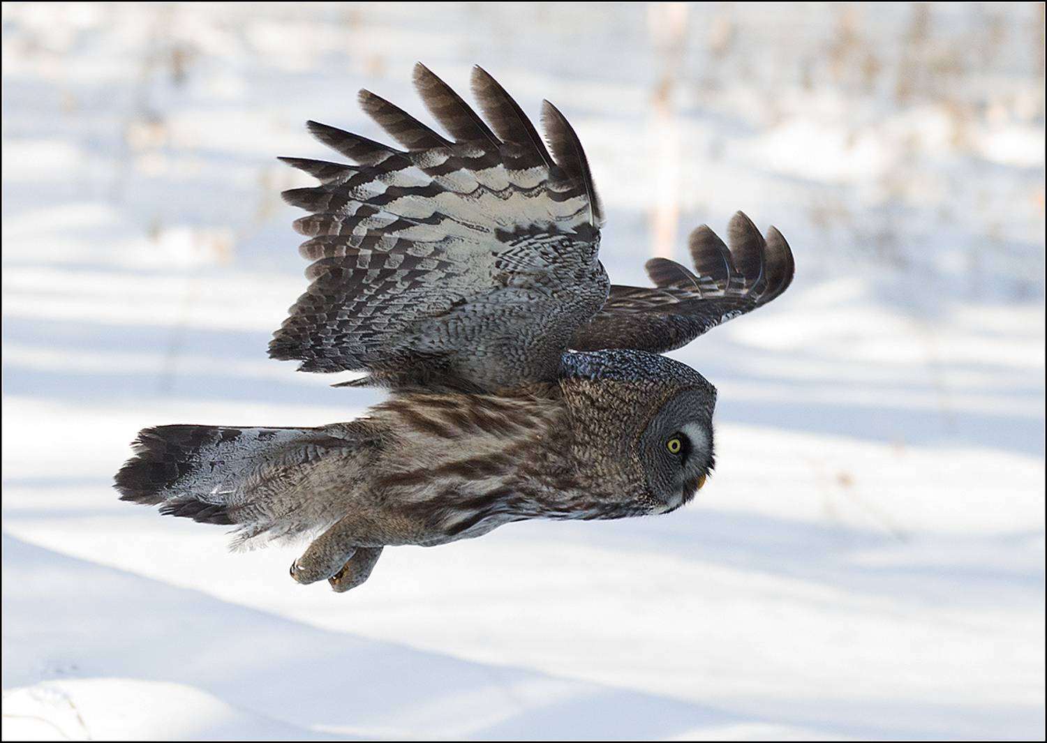 москва, март 2024г. парк, бородатая неясыть, АНАТОЛИЙ ДОВЫДЕНКО